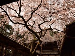 まずは十輪寺！！
十輪寺へのアクセスはちょっと不便なのでタクシーで移動
タクシーの運転手さんがお喋り上手で車内も楽しかったです(ﾉ)^ω^(ヾ)

そして到着・・・・・・・・・！！！！！！


テレビのCMでやっていた場所からです！！
この日は雲が出たり出なかったりでここから写真撮ってる時はずっと雲が出ていました(つω-`。)
曇り空でも綺麗ですけどね！
来年もまた行きたいのでその時は晴れていて欲しいなあ・・・・・