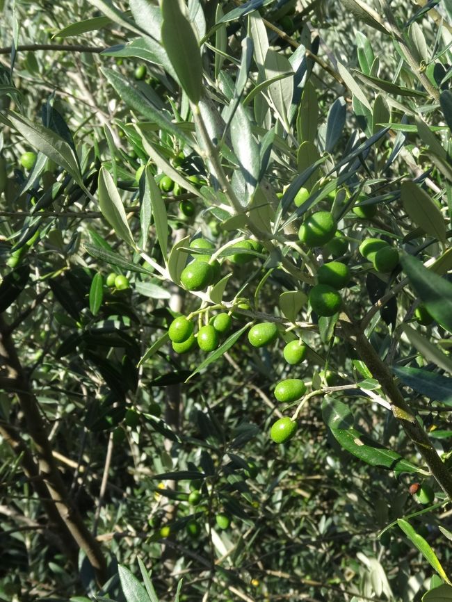 オリーブ畑を通って丘の上にある大城塞に向かう。<br /><br />オリーブの実、初めて見たわ。