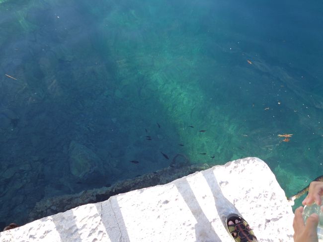 お魚も見える
