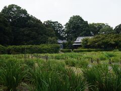花菖蒲園に繋がっていました。
でも菖蒲の季節ではないので花は一輪もありません。