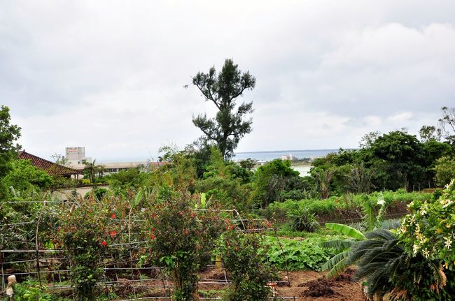 ここは、親友の奥さんの実家の畑。<br />竹富島がよく見える丘陵です。<br />ここで、採れる野菜は、お姉さんが経営しているサラダ屋さんで使われています。