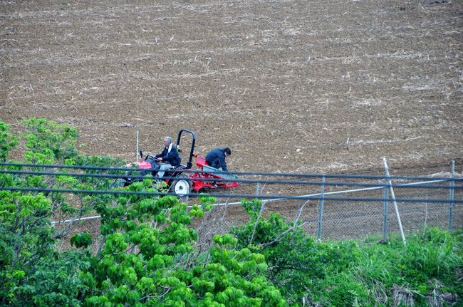 さとうきび畑で、苗を植えていました。