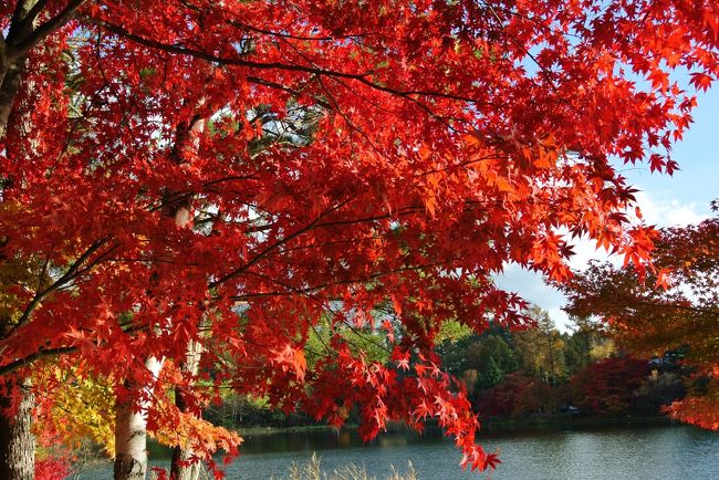 12 紅葉の蓼科東急リゾート そして軽井沢 白樺湖 蓼科 車山 長野県 の旅行記 ブログ By Birdiekunさん フォートラベル