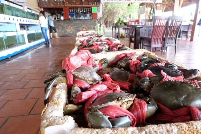 レストランには、新鮮な魚介類がたくさん<br /><br />朝食だと別料金になるため、次回ということに