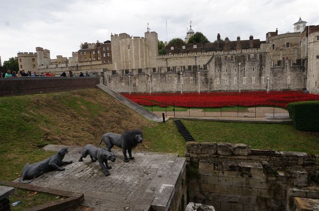 第一次世界大戦から百年。戦死者追悼の赤いポピーが彩られてます。