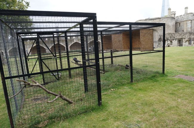 ロンドン塔と言えばカラス。<br />ロンドン塔からワタリガラスが姿を消すと王国と要塞は崩壊してしまうとあう伝説があります。