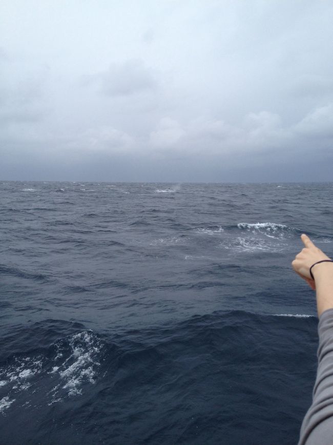 クジラさん発見！！！！<br /><br />