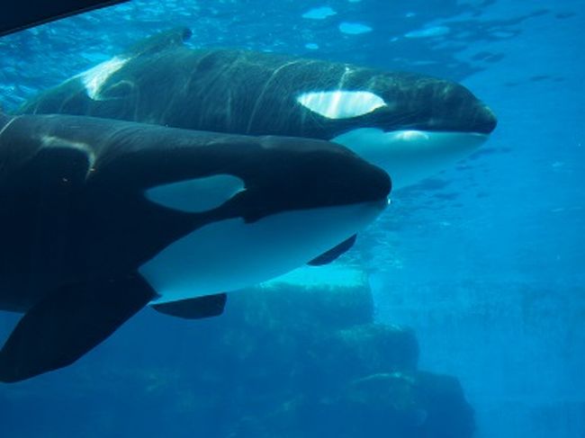 利用期間ギリギリ 青春１８きっぷで行く名古屋水族館 名古屋港 愛知県 の旅行記 ブログ By Maggiさん フォートラベル