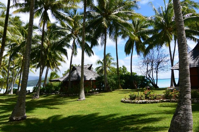 お部屋に案内してもらいます。<br />ビーチバンガローはこんなやしの木のエリアを通ります。<br />100本あるって言ったかな・・・・