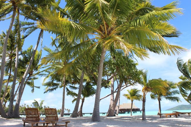 やしの木がいい感じ。