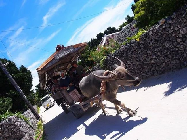 水牛車。<br />竹富島に来たーーー！ってかんじ。