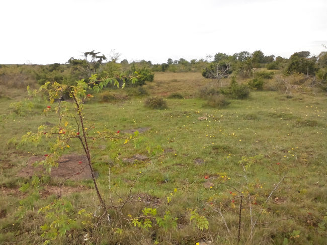 世界文化遺産の光景です、荒涼とした平原が延々と続いてます。<br />何もなくて写真撮影には不向きですね(笑)