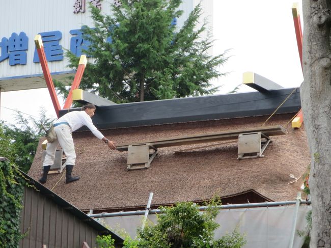 珍しいので、檜皮ぶきのふき替えを、写真に撮らせていただきました。<br /><br />宮司さんによると、新しく見える本殿ですが、塗り替えはしてるものの、関ケ原の戦いよりも前からあるんですよー！とのことですヽ(^o^)丿