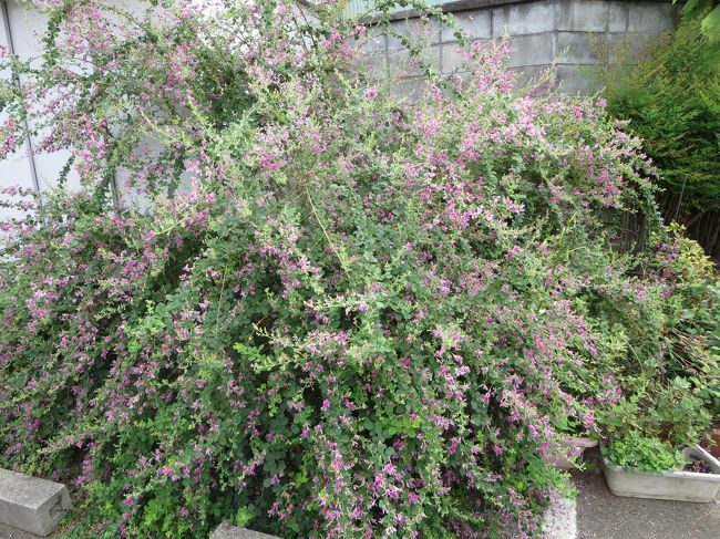 萩の季節ですねヽ(^o^)丿