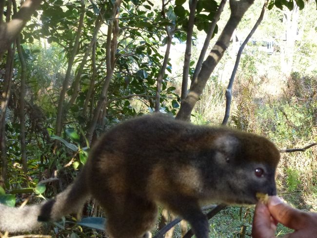 バナナを手から食べます。
