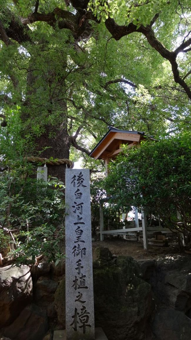 博物館よりなんとなく南へ下っていくこと約五分。<br />新熊野神社へ。<br />こちら新熊野と書いて　いまくまの　と読みます。<br />なんのことはない小さい神社なんだけど、後白河のお手植えと伝わる楠が有名。<br /><br />