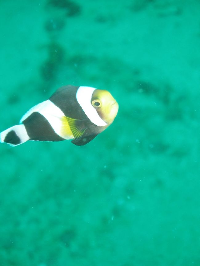 東南アジアの海は、多種多様な生物がとても魅力的です。