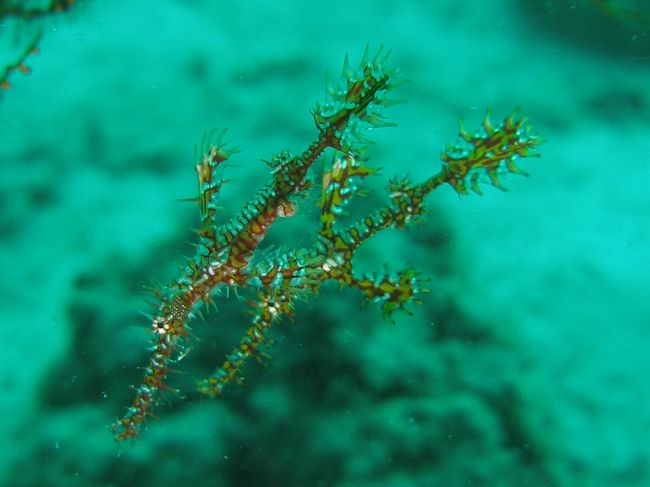 ニシキフウライウオ