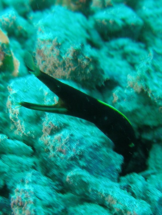 レアな魚もいます。<br /><br />ハナアヒゲウツボ(黒)