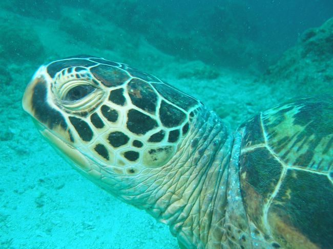 毎回と言うほどウミガメに会えます。