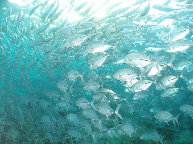 魚影も濃いです。