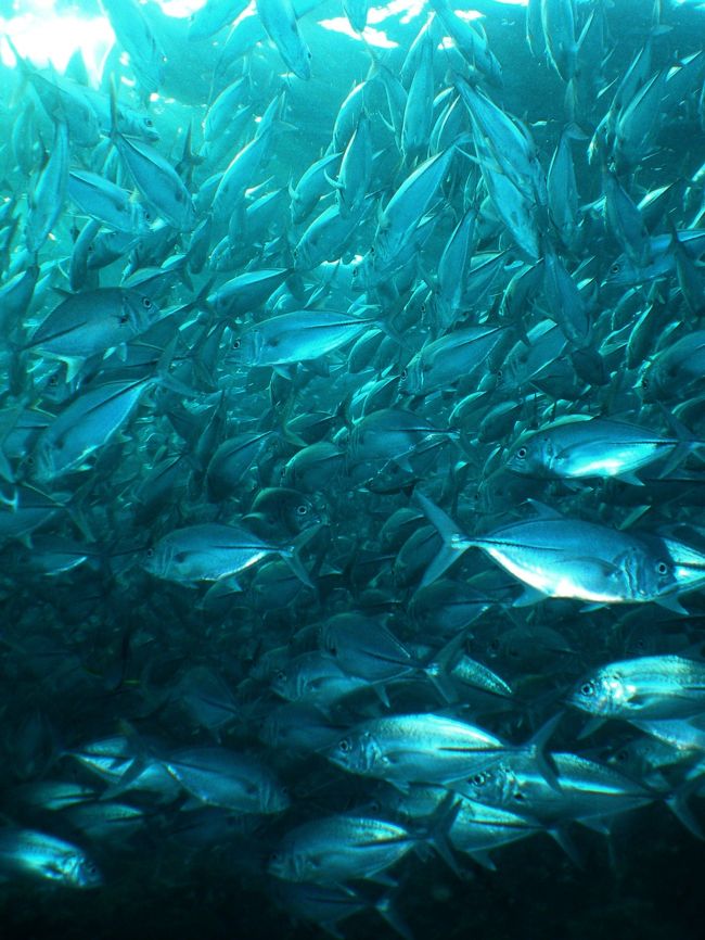 どっちゃり！<br /><br />邪魔ｗってほどいる！