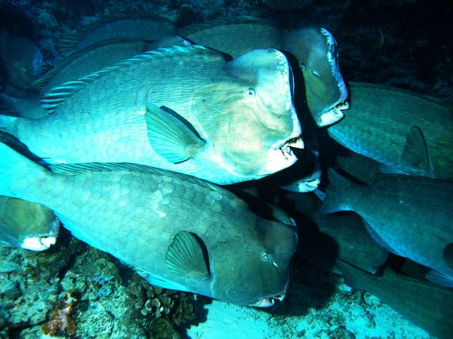 毎朝群れで移動することで有名なカンムリブダイ。<br />英名はバッファローフィッシュ★