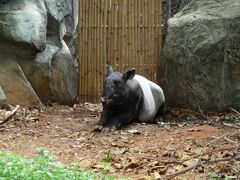 リアルなバクを初めて見た！
ドゥシット動物園にて。