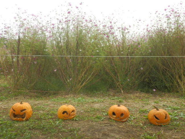 ハロウィン＆コスモス、笑<br /><br />野辺山高原は、恵まれた気候の中で高原野菜の故郷として、日本一生産高を誇るレタスの収穫産地。（この時期〜白菜の収穫だって！）<br /><br /><br />