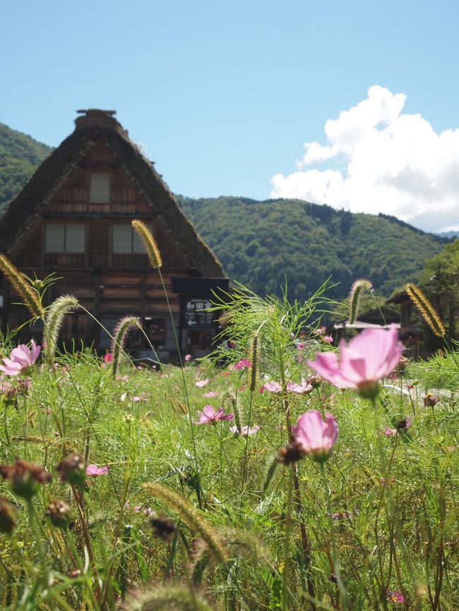 稲刈り前の白川郷へGO～!!! (わかる人にはわかる)』白川郷(岐阜県)の旅行記・ブログ by picotabiさん【フォートラベル】