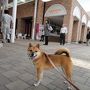 ワンコと旅行♪山梨 富士五湖あたりをさくさく散策♪