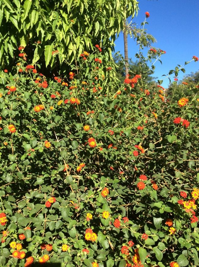 ホテル近くの公園内の樹木。南国らしく色鮮やかでした。