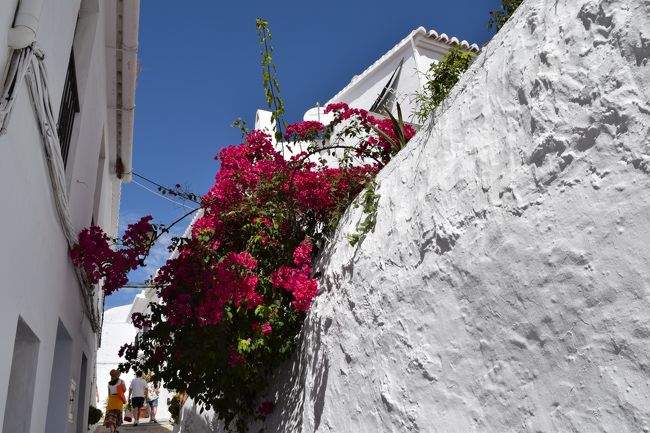 白い壁から見える赤い花。お家の中から出ている庭木なんでしょうね。見せるための手入れをされています。