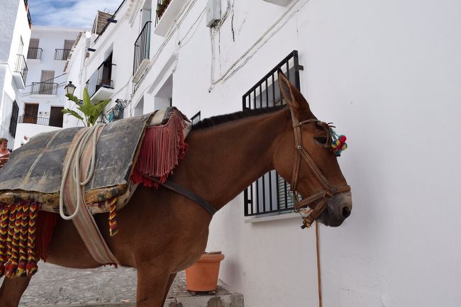 なんと馬までいます。おそらく、荷物運びのための馬だと思いました。おとなしく待っています。