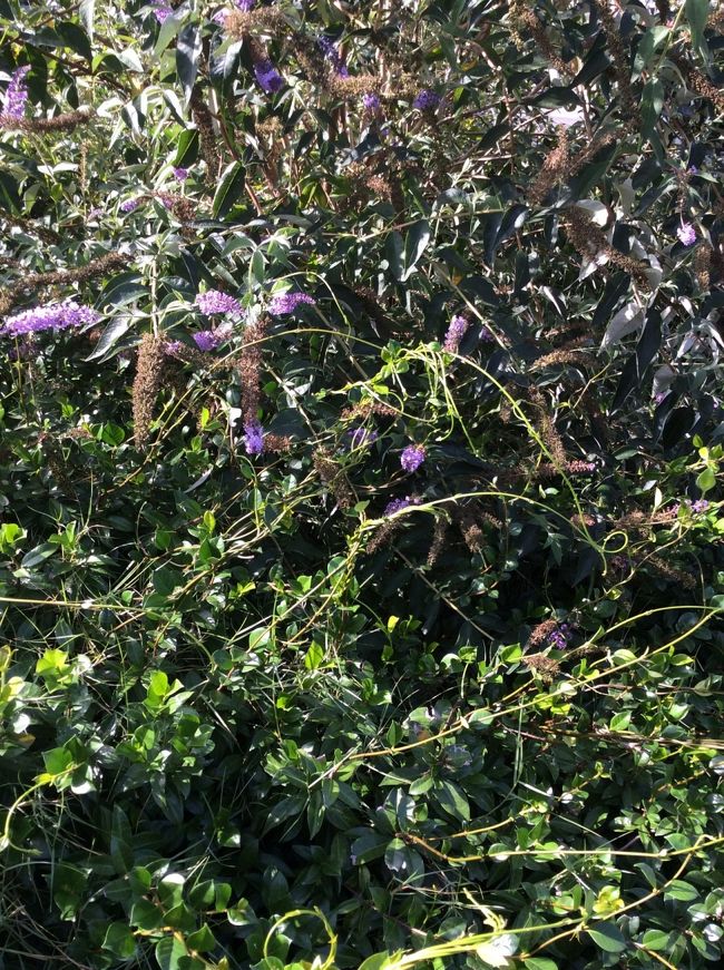 メトロで、ウルキナオナ駅からエスパーニャ駅へ。<br />そこから150番のバスに乗って、モンジェイックの丘へ。<br /><br />※エスパーニャ駅でまたバス乗り場に迷っていたら、地元の方が一緒に歩いてくれて、案内してくださり、助かりました。メトロはわかりやすいですが、バスは乗り場に四苦八苦します。<br /><br />写真は、モンジェイックの丘の草木。香りがよく、写真を撮りました。匂いを忘れないように。。