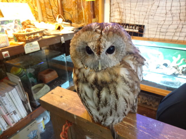 きゃぴきゃぴ親子 フクロウに会いにカフェ リトルズーへヽ ついでにヘビも抱いてくる編 船橋 習志野 千葉県 の旅行記 ブログ By もこちゃんさん フォートラベル