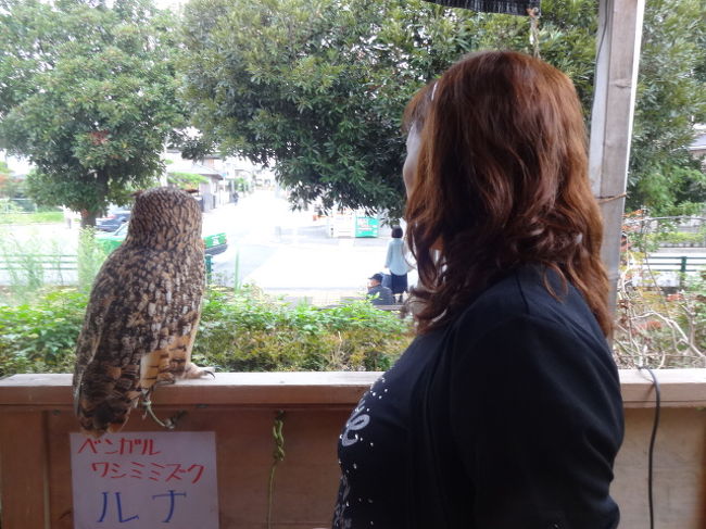 きゃぴきゃぴ親子 フクロウに会いにカフェ リトルズーへヽ ついでにヘビも抱いてくる編 船橋 習志野 千葉県 の旅行記 ブログ By もこちゃんさん フォートラベル