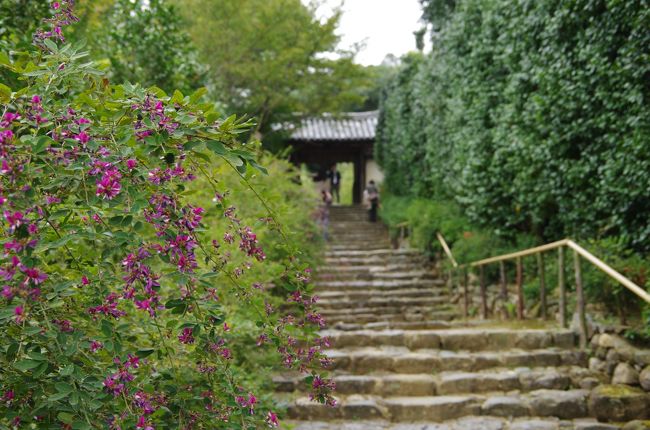 次の古刹は、萩の寺で有名な・・