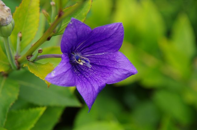 桔梗は少し遅かった。。