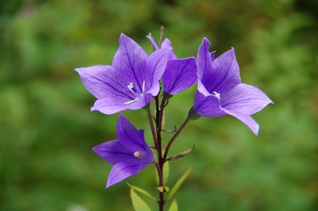 伽藍に入ると、桔梗や