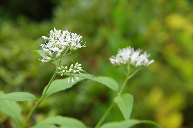 ヒヨドリが美しく咲いている。。