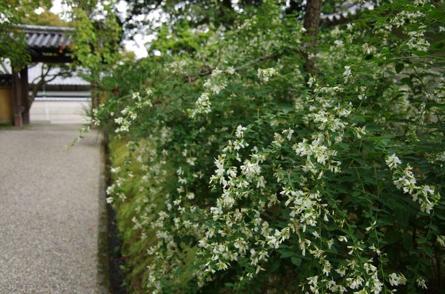 競輪場と少年院の間に建つお寺。<br />当時、この辺りの中高生が最も近寄りたく無かった地域でもありましたが、