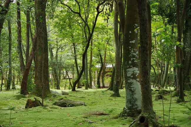 「秋篠（あきしの）」の名の響きがいつの間にか寺も有名にし。。庭も建物も綺麗に、立派にお化粧されたようです。。