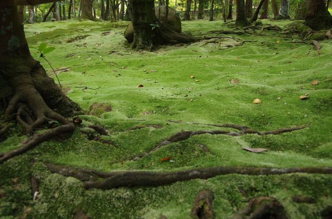 緑の苔の見事なこと。。