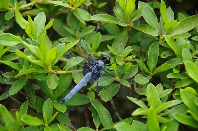 つつじにトンボも羽休め・・