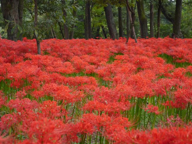 花の時期は入場料３００円が必要となります。<br />入場口を抜けると一面真っ赤な絨毯が広がります。