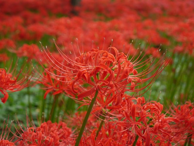 公園内は早咲きの群生地と遅咲きの群生地に分かれています。<br />こちらは遅咲き群生地の花。
