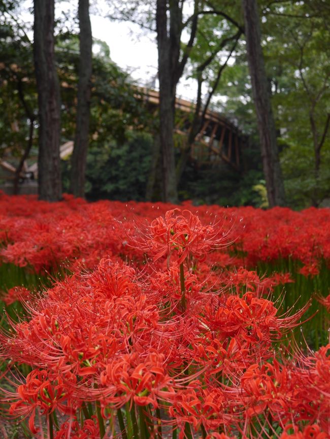 あいあい橋付近。