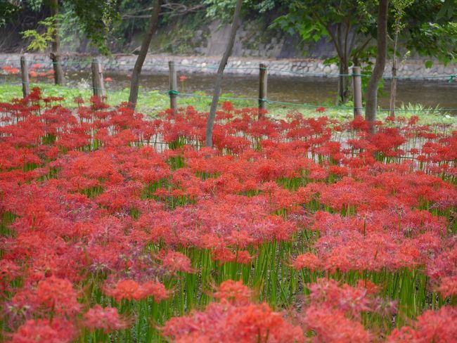 すぐそばには高麗川が流れ、河原に下りることもできます。