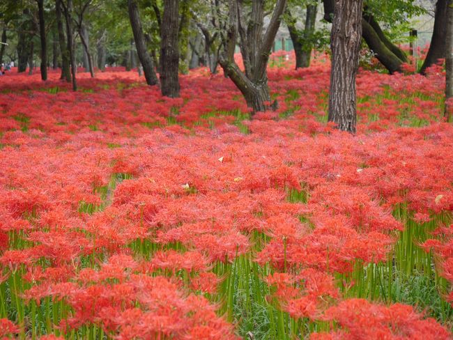 早咲きの群生地に移動してきました。